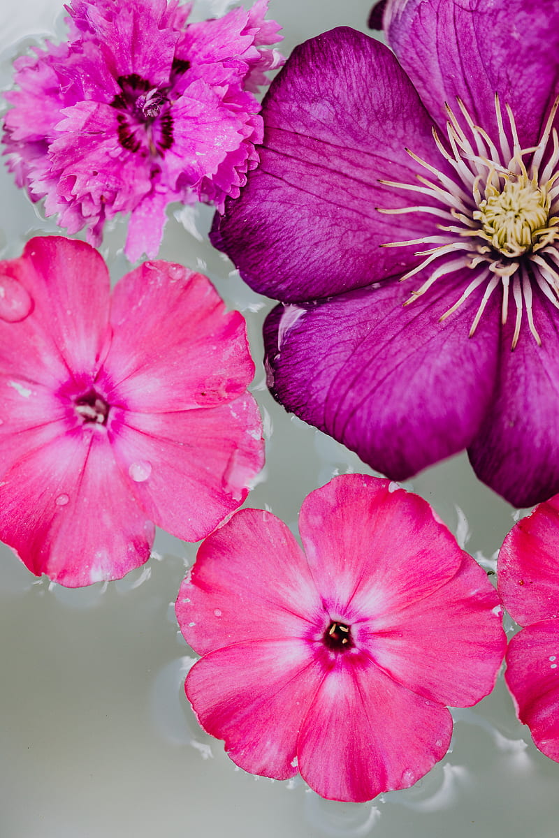 Pink Flower in Macro Shot, HD phone wallpaper