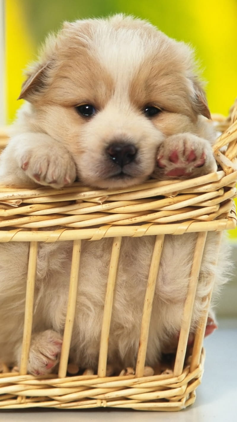 Cute Dog, cute, dog, HD phone wallpaper | Peakpx
