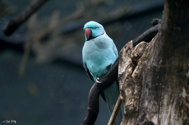 ring-necked parakeet, bird, tree, branch, HD wallpaper
