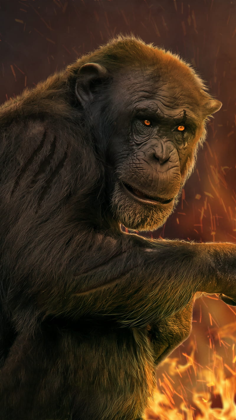 Alpha Chimp, angry, apes, burning, chimpanzee, fire, monkey, manipulation, portrait, scar ape, HD phone wallpaper