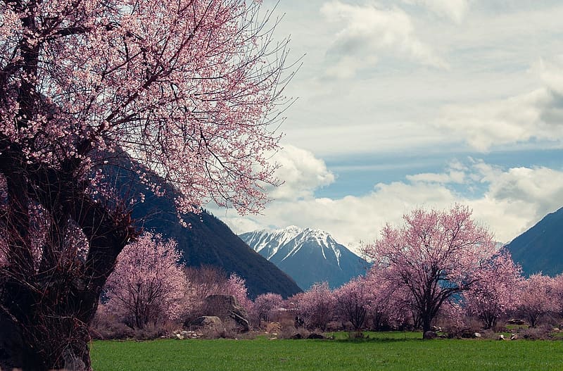 Peach blossom tree - Linzhi - Tibet, termeszet, tavaszi, volgy, barack viragzas, hohegy, hegyek, tajkep, Tibet, gyep, fu, Linzhi, HD wallpaper