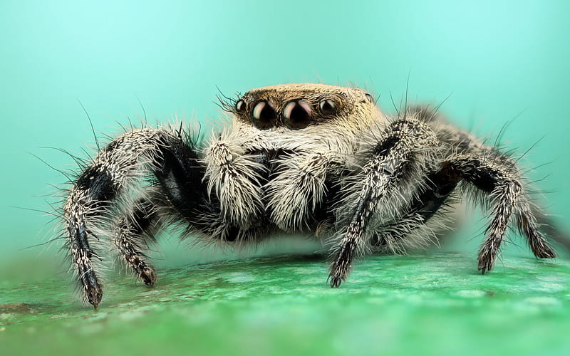 1080P free download | Spiders, Spider, HD wallpaper | Peakpx