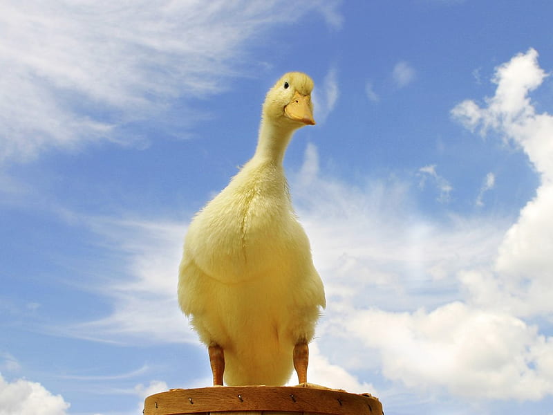 Duck standing on a bucket, ducks, animals, HD wallpaper