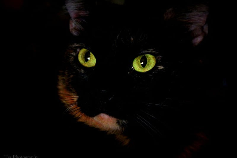 Green Eyed Cat, graphy, feline, cat, tortie, HD wallpaper