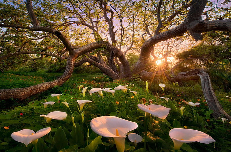 Heaven on Earth, Heaven, tree, Earth, sun, flowers, HD wallpaper Heaven on Earth, Heaven, tree, Earth, sun, flowers, HD wallpaper