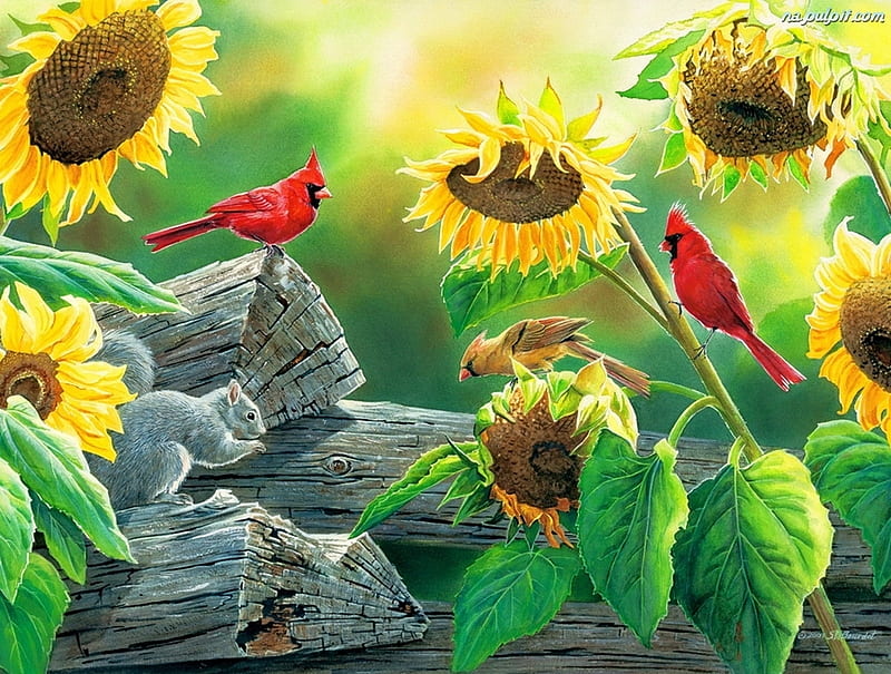 Sharing the Seeds, sun, squirreal, red, birds, flowers, cardinal, HD wallpaper