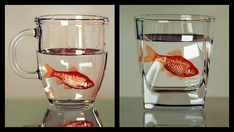 Fish, glass, water, orange, golden, summer, cup, collage, HD wallpaper