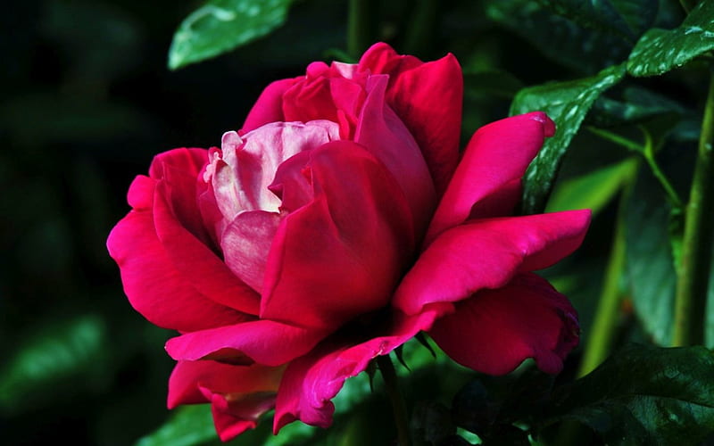 Beautiful Pink Rose, leaves, green, flowers, nature, drops, petals, roses, pink, HD wallpaper