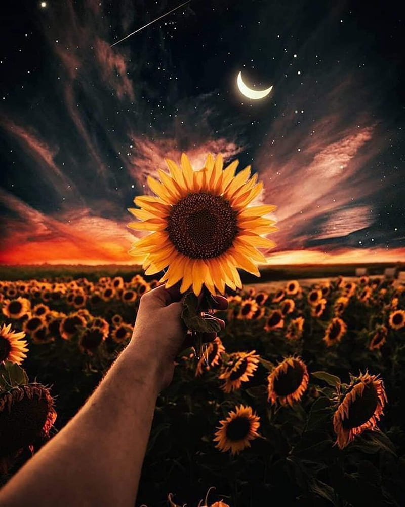 Sunflower, moon, HD phone wallpaper