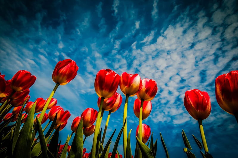 Field of red tulips, red, pretty, colorful, lovely, grass, bonito, sky, clouds, nice, flowers, nature, tulips, field, meadow, blue, HD wallpaper