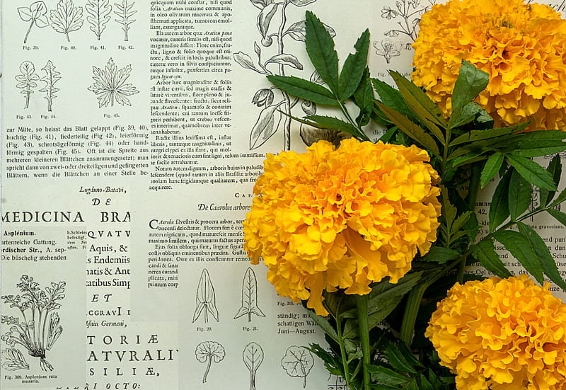 marigolds, flowers, leaves, newspaper, macro, HD wallpaper