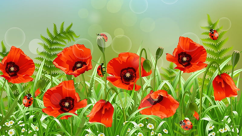 Popular Poppies, wild flowers, fresh, poppies, spring, ladybug, green, ferns, bright colors, summer, lady bug, HD wallpaper