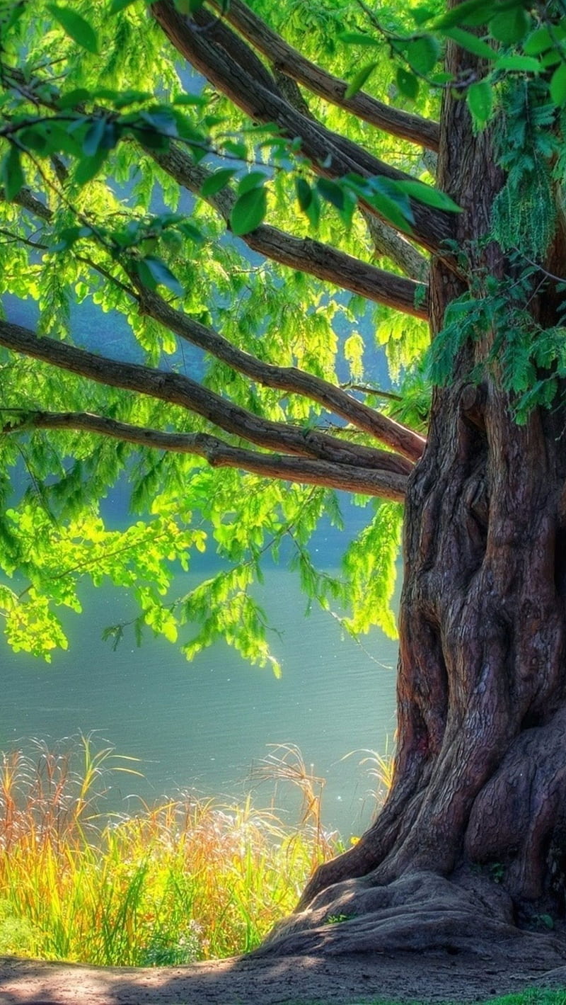 Tree, lake, leaves, nature, water, HD phone wallpaper | Peakpx