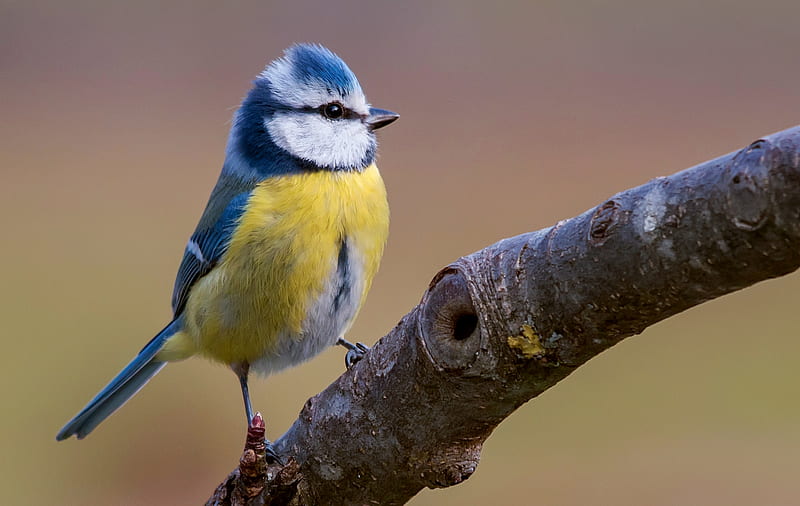 Blue Tit, bird, cute, pasari, yellow, pitigoi, HD wallpaper