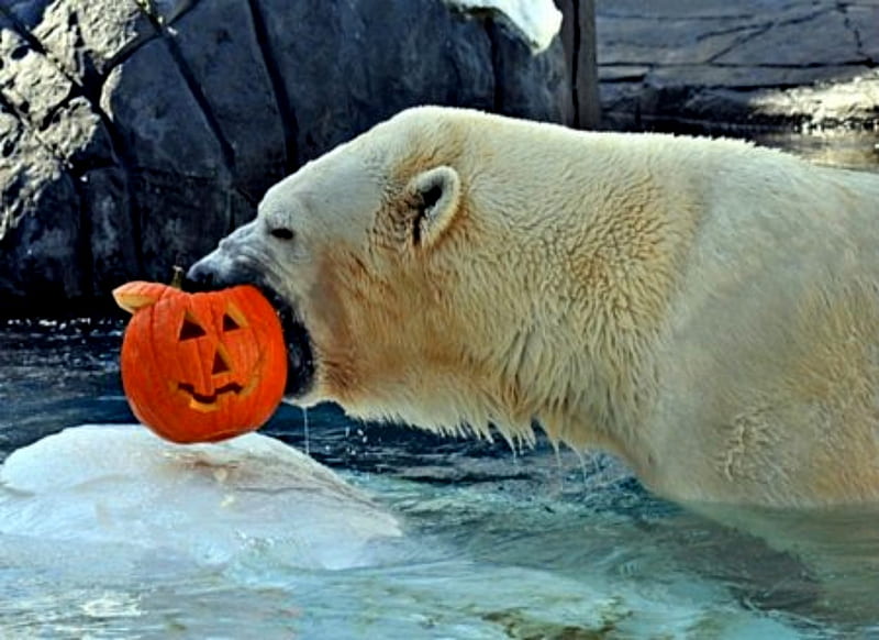 White Polar Bear With Pumpkin, Pumpkin, Bear, Polar, Water, White, Ice, HD wallpaper