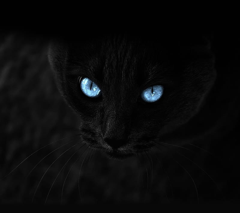 Black cat, HD wallpaper