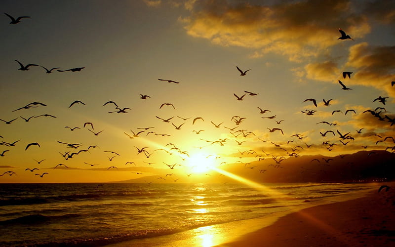 Coast Birds, birds, nature, sunrise, sunset, reflection, ray of lights, HD wallpaper