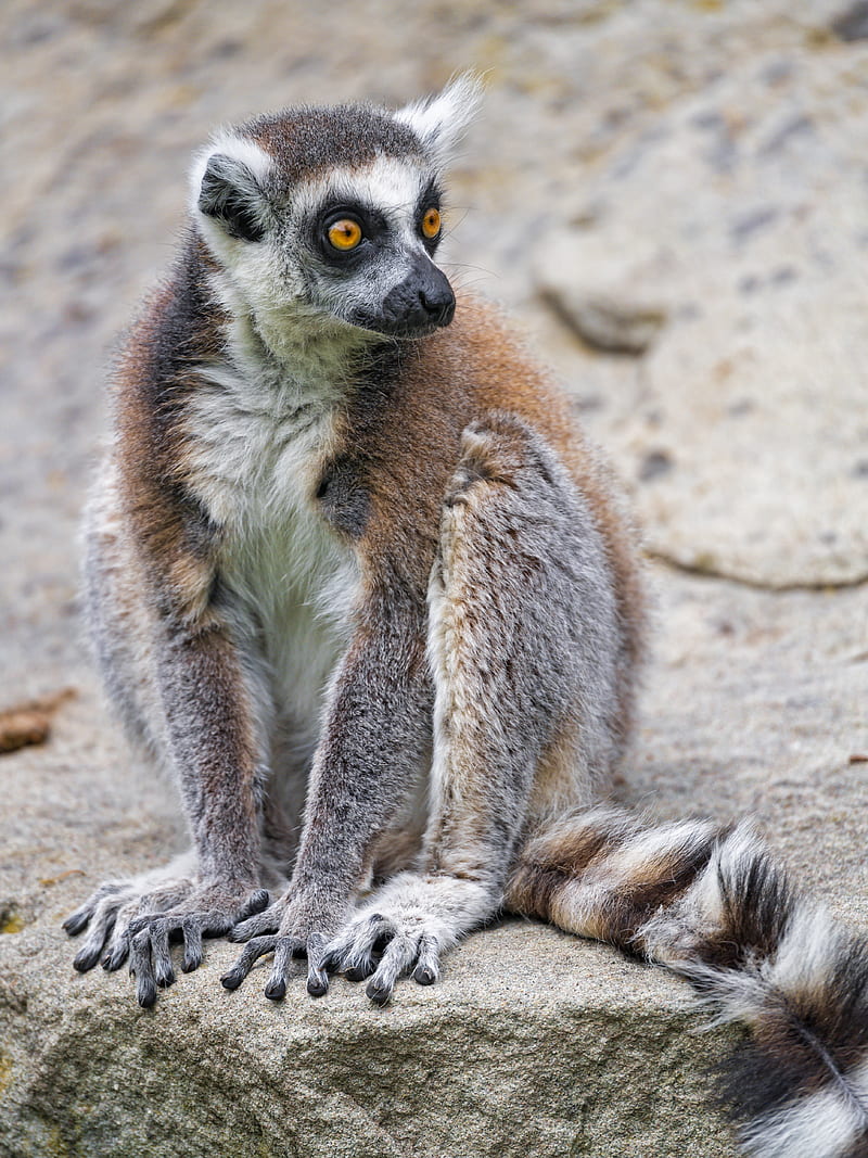 lemur, glance, animal, fluffy, HD phone wallpaper