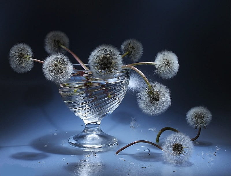 Delicate, glass, water, dandelions, stems, vase, petals, blue, HD wallpaper