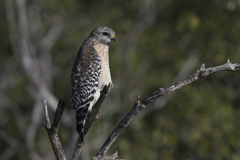falcon, bird, predator, branches, wildlife, HD wallpaper