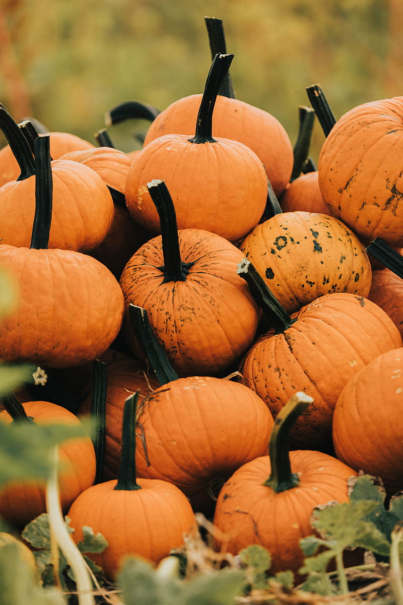 Pumpkin, vegetable, autumn, harvest, grass, HD phone wallpaper | Peakpx