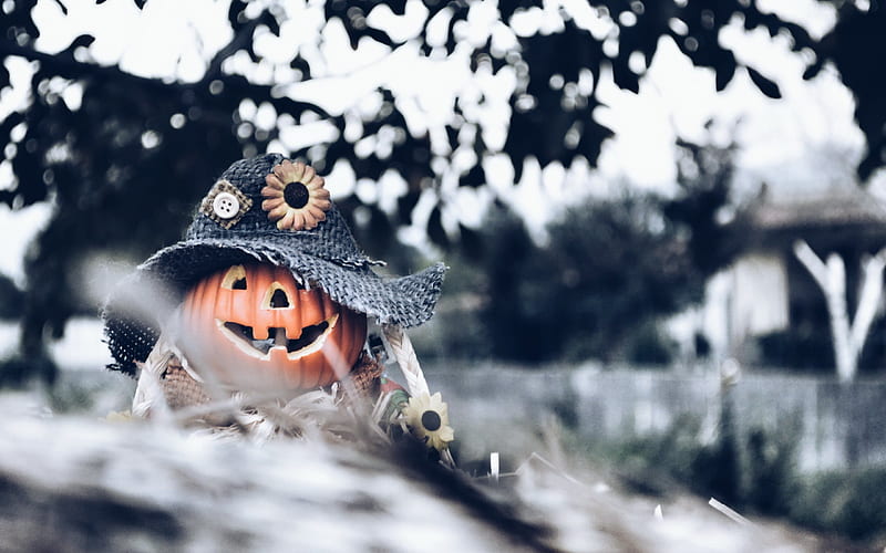 halloween, October 30, pumpkin, decoration, forest, HD wallpaper
