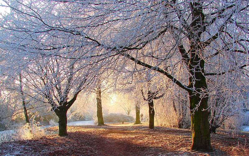 beautiful winter light-Winter landscape, HD wallpaper
