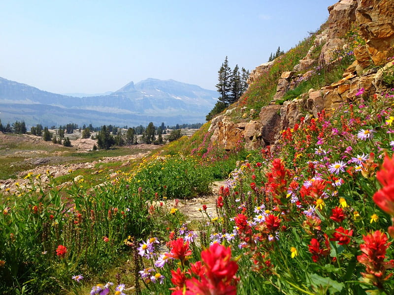 Alaska basin, rocks, basin, lovely, grass, Alaska, bonito, sky, mountain, wildflowers, summer, slope, flowers, landscape, HD wallpaper