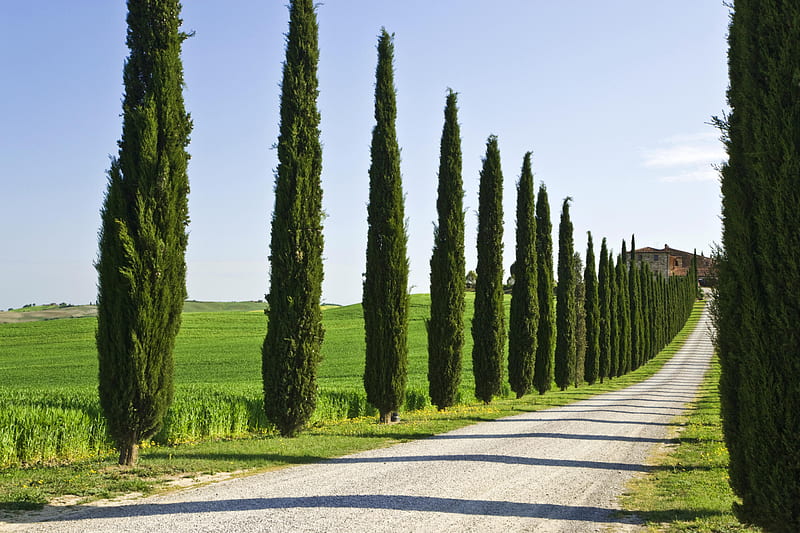 cypress trees line a driveway in Tuscany that leads to a villa Italy, driveway to villa, cypress trees, italy, HD wallpaper