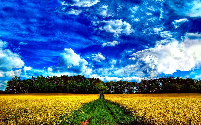 Landscape, Sky, Summer, , Field, Cloud, Meadow, Sunny, Yellow Flower, HD wallpaper