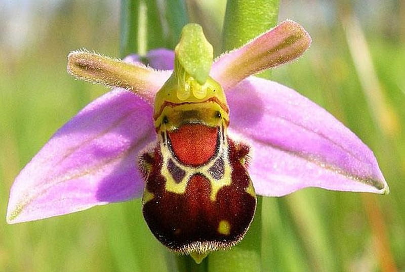 LAUGHING BUMBLE BEE ORCHID, BEE, BUMBLE, ORCHID, LAUGHING, HD wallpaper