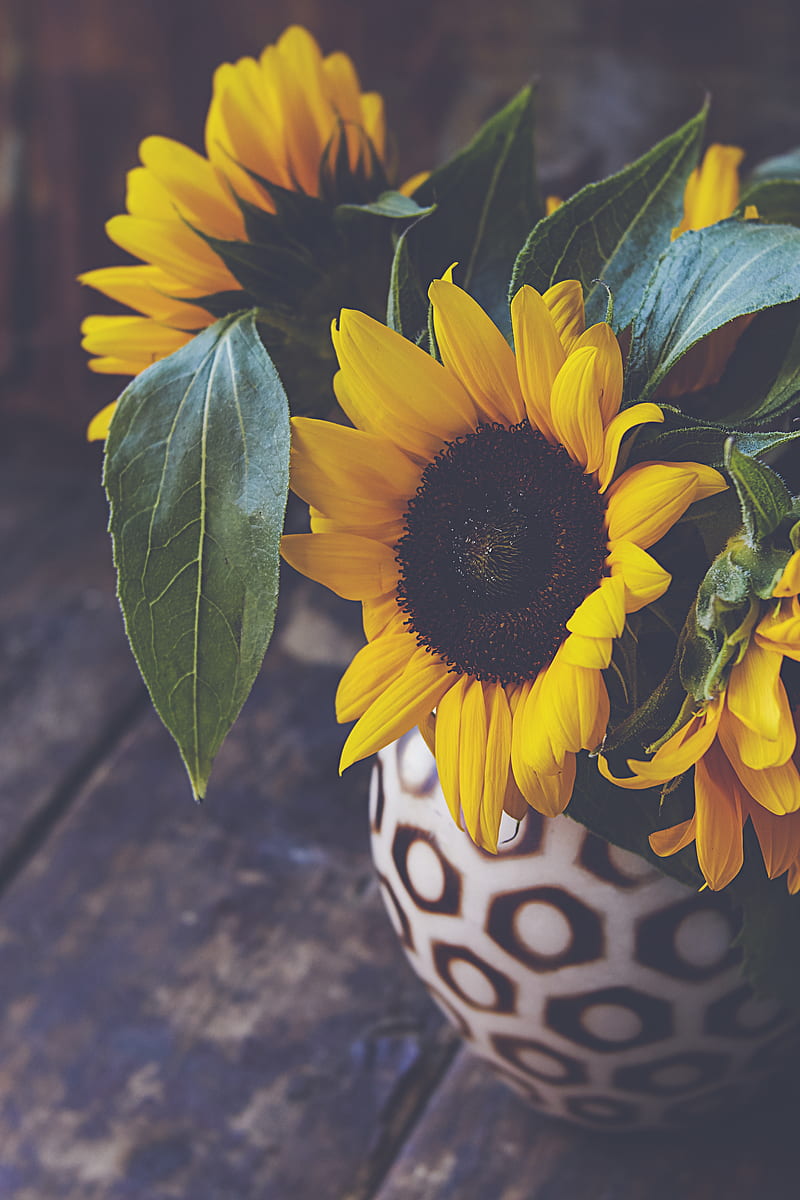 sunflower, flower, petals, vase, HD phone wallpaper