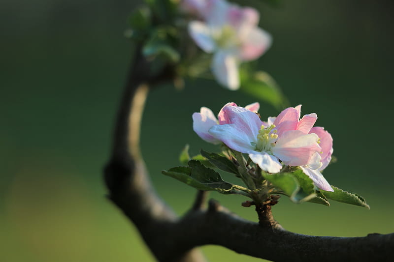 Apple flowers, Macro, Spring, Flowering, Apple tree, HD wallpaper