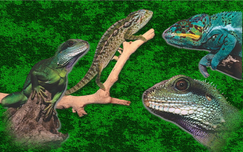Reptiles, Tree Climbers, Jungle, Lizaards, HD wallpaper