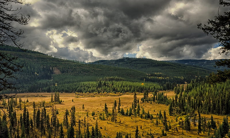 Forest View, Montana, hills, grass, gray, yellow, trees, clouds, pines, skies, green, forests, HD wallpaper