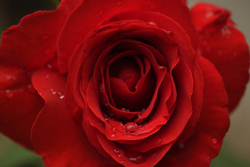 rose, petals, drops, macro, red, HD wallpaper