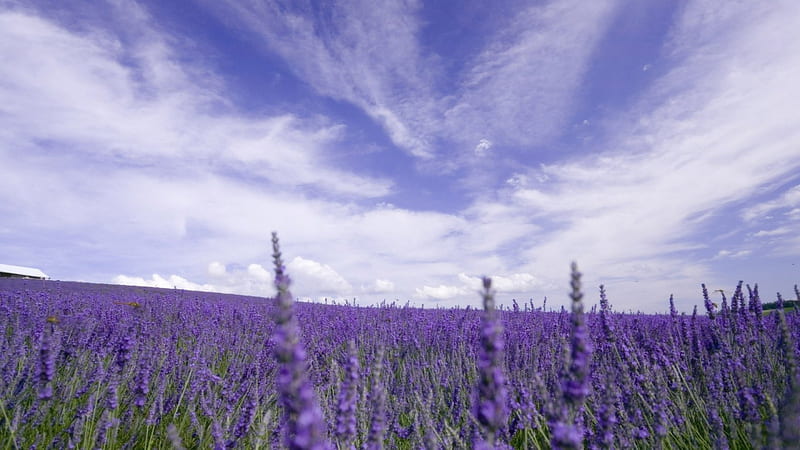 beautiful lavender fields, closeup, flowers, fields, clouds, HD wallpaper
