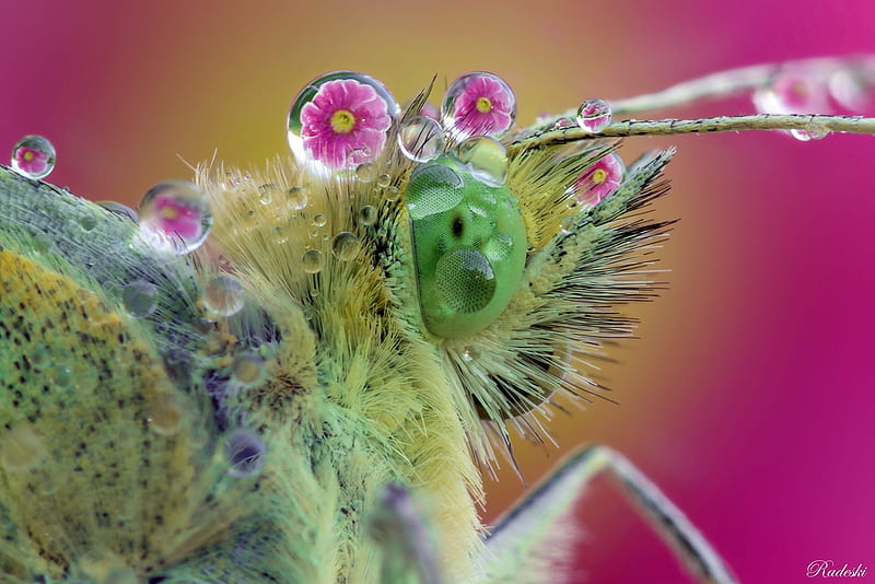:), fly, roberto aldrovandi, green, water drops, macro, eye, insect, pink, HD wallpaper