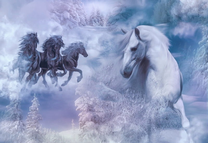 My white horse, black, fantasy, white, horses, HD wallpaper