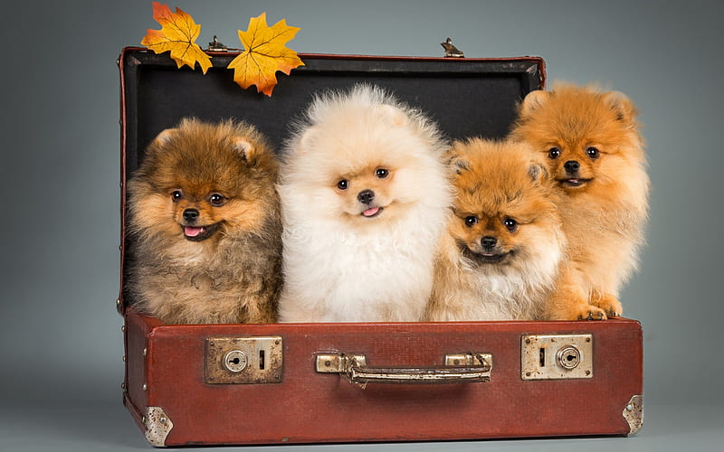 Pomeranian Spitz, fluffy puppies, autumn, suitcase, funny dogs, cute animals, pets, dogs, HD wallpaper