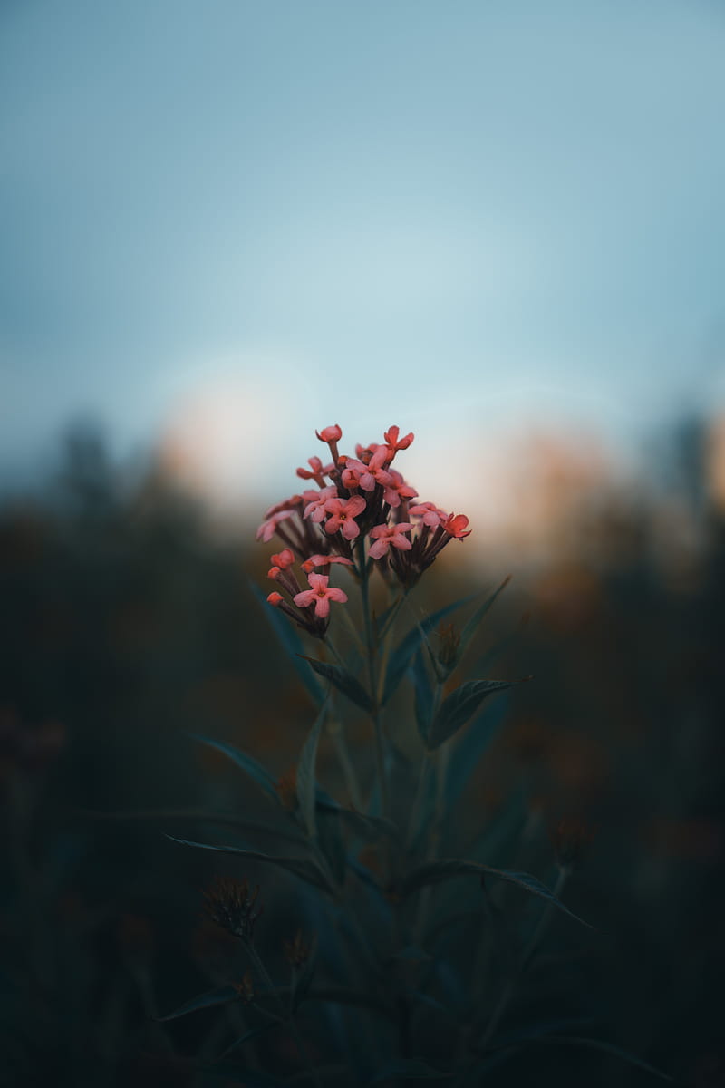 red flower in tilt shift lens, HD phone wallpaper