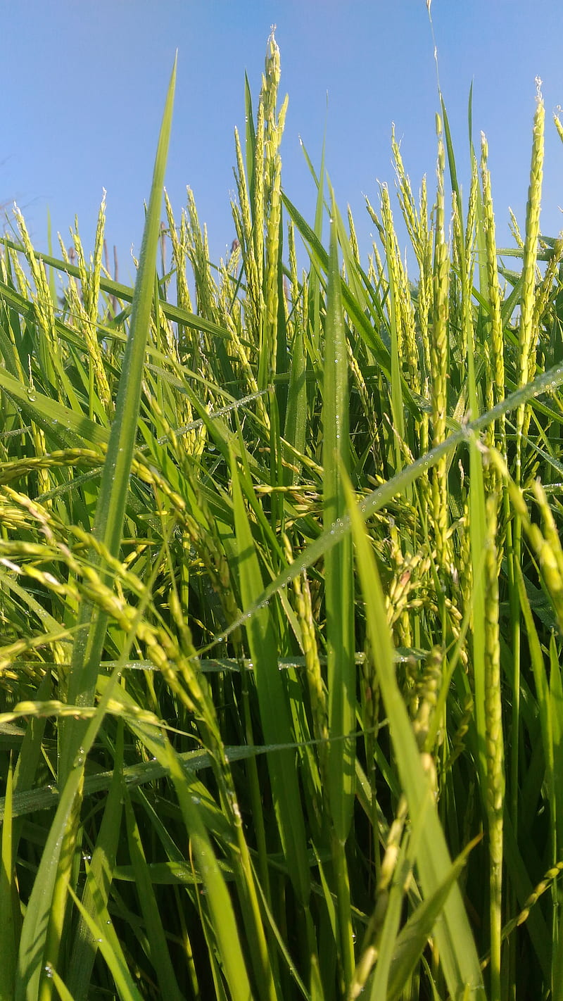 Paddy, crop, grass, sunshine, HD phone wallpaper