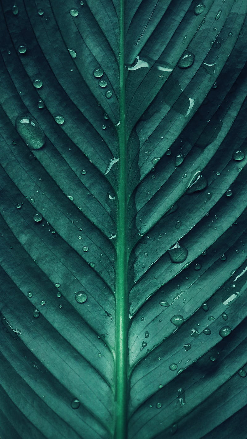 Earth Day Leaf, earth day, life, organic, planet, sustainable, HD phone wallpaper