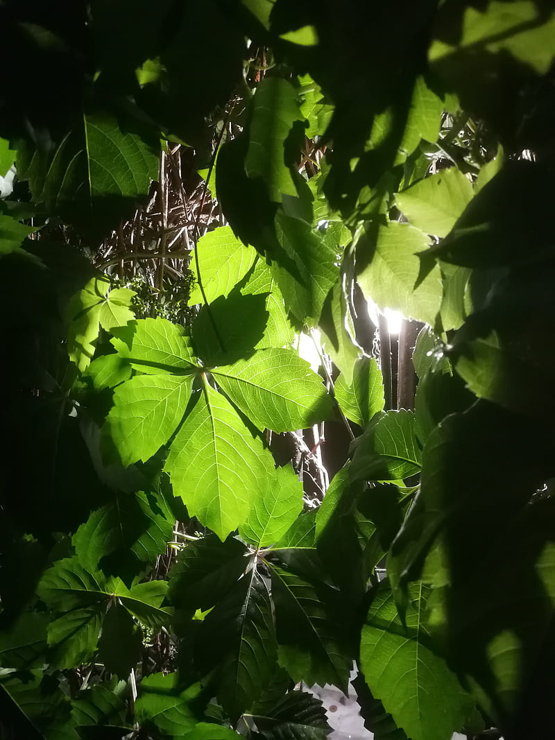 nature, leaves, plants, HD phone wallpaper