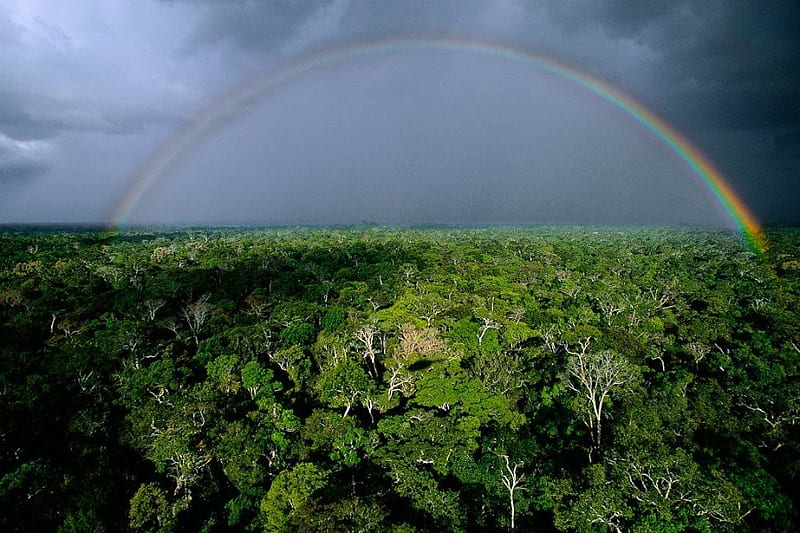 Amazon arcoiris, selva, arcoiris, tormenta, amazonas, Fondo de pantalla HD  | Peakpx