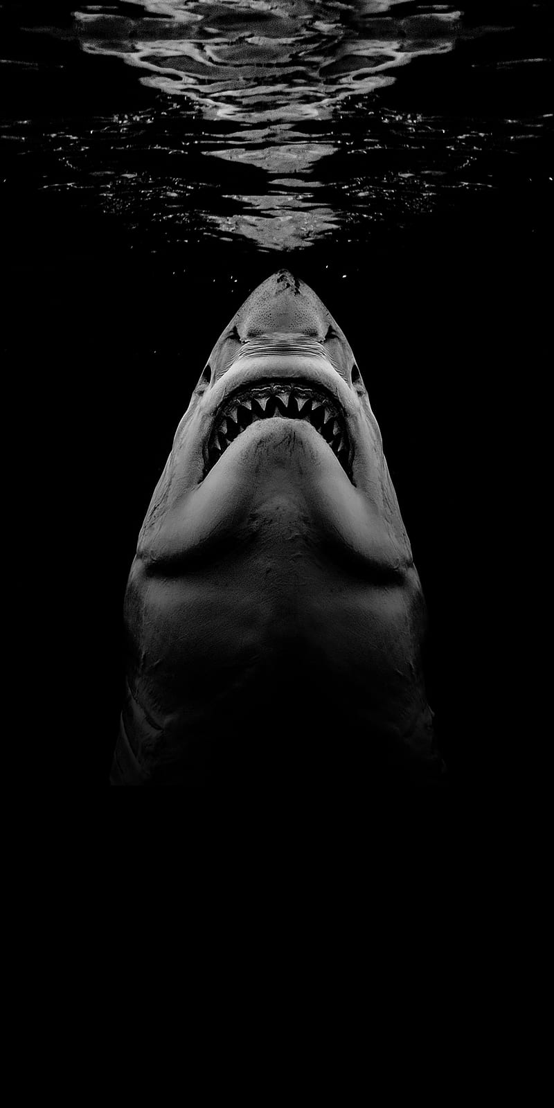 Shark, jaws, park, roar, swimming, HD phone wallpaper