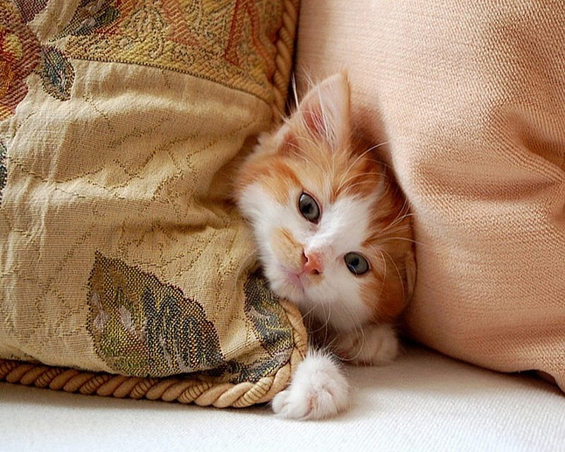 Good Morning, cute, snout, paws, cat, kitten, pillows, HD wallpaper | Peakpx