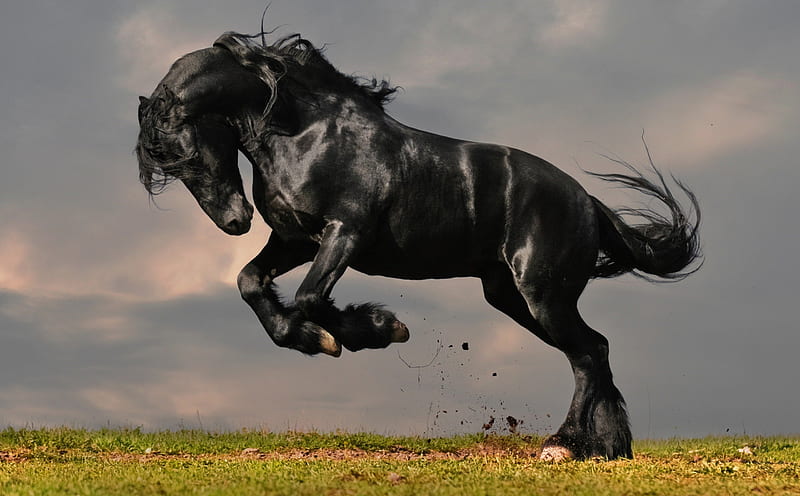 Black Horse, mustang, black, horse, theme, HD wallpaper