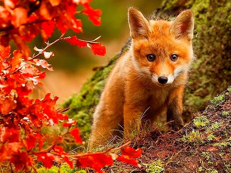 Fox at Autumn Forest, forest, fall, autumn, fox, animal, HD wallpaper