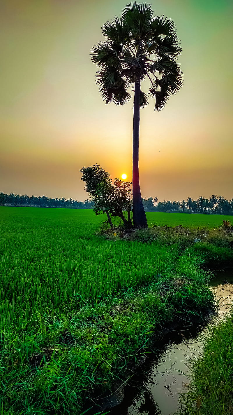 Sunrise, rice field, sun, HD phone wallpaper